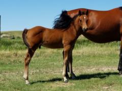 Whiskey Up Roper JW <BR> AQHA 6005068
